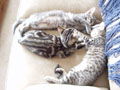hallmark kittens.jpg
